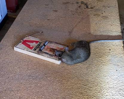 RODENT CONTROL